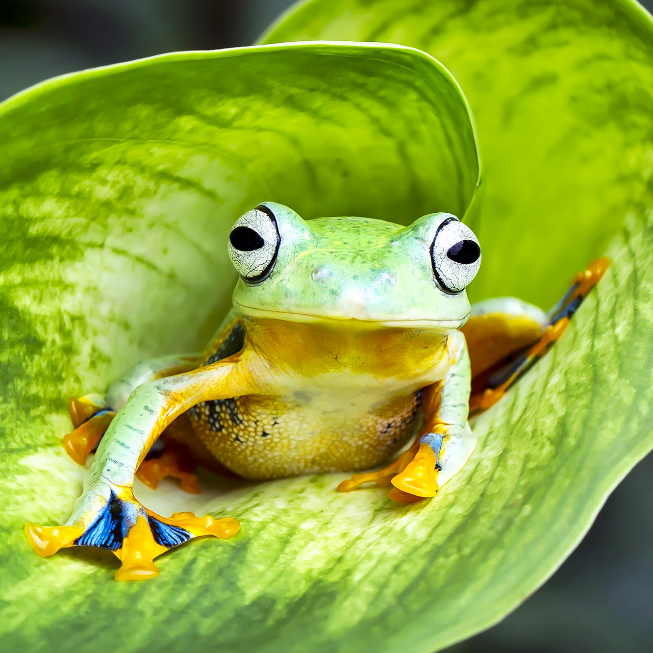 FrogDesign.sol