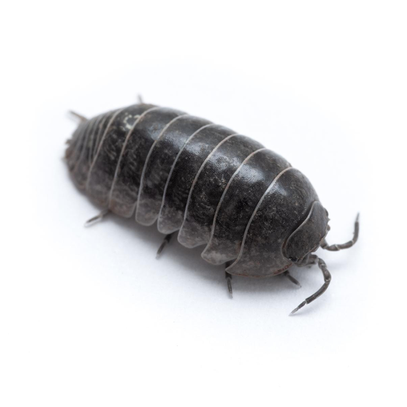 Isopod.sol