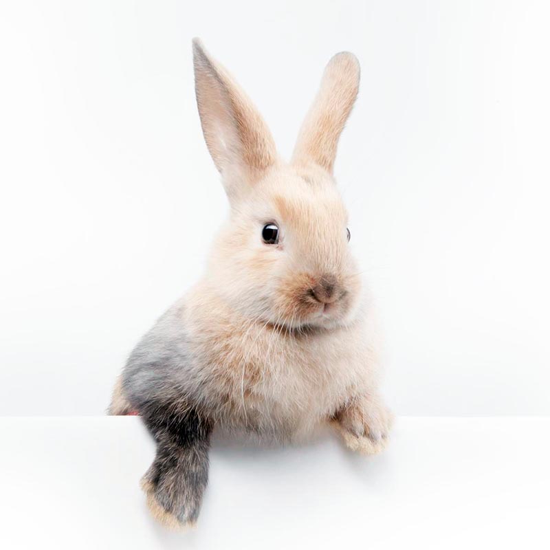 RabbitFoot.sol